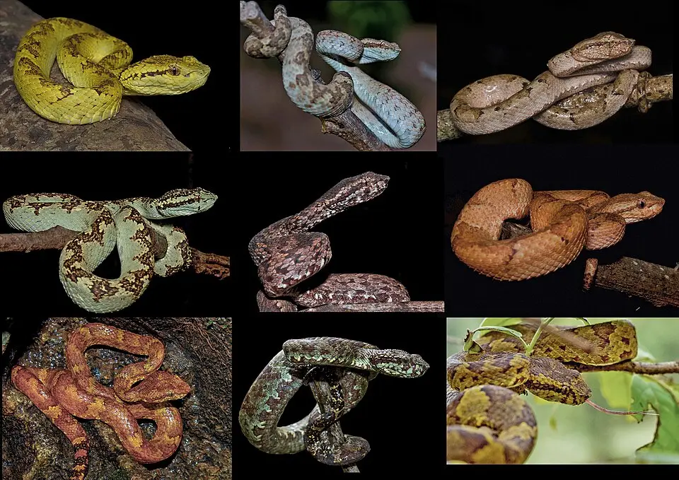 Malabar pit vipers in several colour forms