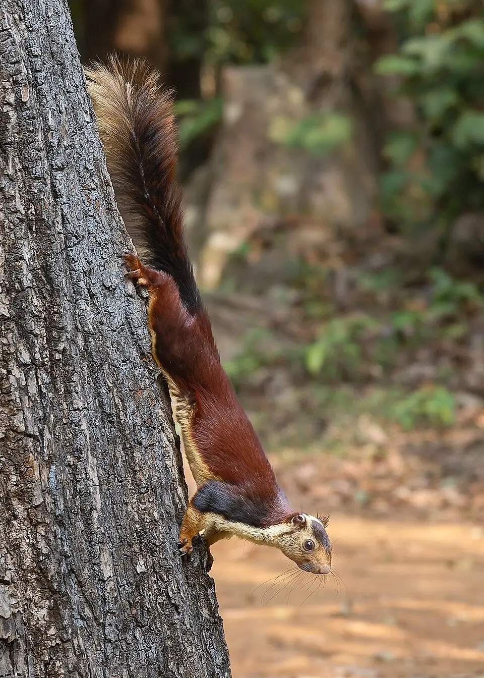 Indian giant squirrel with a long bushy tail on a tree