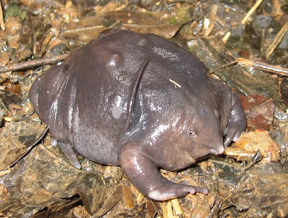 Purple frog, a bloated dark frog with a pointed snout